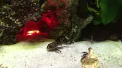 Video Aquarium Juwel Trigon 190 "MALAVI" 2015 von Christian Wiederanders (7f7W69nv6kU)