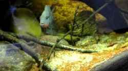 Video Thorichthys Meeki Ablaichen von Benjamin Hamann (7sXWjMTYo-U)