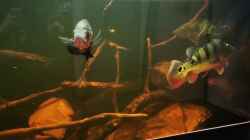 Video cichla monoculus von Thomas Michel (8H73Zl__6GE)