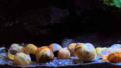 Video simileri von similis (9B48chONufw)