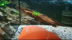 Video Teleocichla sp. Xingu III von Fichte (9tUED6TM05k)