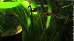 Video Keilfleckbärblinge beim Laichen von Joni_99 (9zNs-6No4yQ)