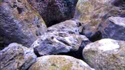 Video Malawis von Hörnchen (A8x3DafMVms)