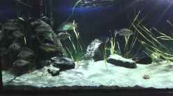 Video Otopharynx tetrastigma Habitat Becken von MikeM. (Ae55bGNrTYY)