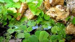 Video Aquarium-Wasserfall von Fischfrau (Aw2xvN-8d8Y)