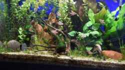 Video 40 sec Leben im Südamerika Becken von Acki50 (B3iQynR8N0E)