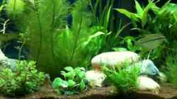 Video Mosaikfadenfische von seegeist (B7ETg8B6oRc)