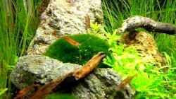 Video Grüne Hügel von Chris_R. (BDw9etaUNUw)