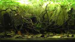 Video Südamerika Biotop Becken 07.04.2013 von Martin Ihde (BJOp0FP6FcI)