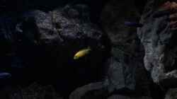 Video Bei der Fütterung  von der Steirer (BRO0Rx3Jlug)