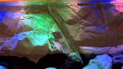 Video Copadichromis Borley bei der Balz von Steffen G (BV7m8yV575Q)