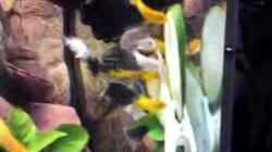 Video Fütterung von Debby & Daniel (Bhpt2_DRIyg)