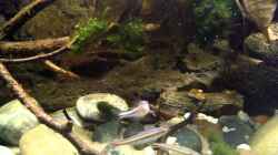 Video THE MOUTAIN STREAM von Florian Bandhauer (BolFV3QqedA)