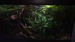 Video Geisterfische von NaMo (BtsTk1zkqh4)