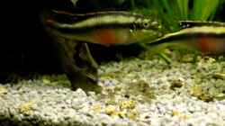 Video Junges Purpurprachtbuntbarschpaar mit Jungtieren von Fossybear (C3neoPT3dis)