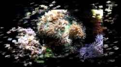 Video Catalaphyllia jardinei - Wunderkoralle von Holger Höhn (C5_Qsk35Xig)
