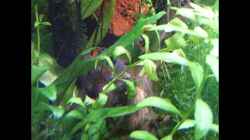 Video VidaViva von bergfrau (CoK9BZXNozc)