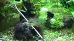 Video Trichopodus leerii von . (DQt1jm_tUso)