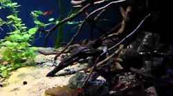 Video Rio Formoso--die erste von die Perle... (Db7qVqxaVLQ)