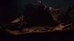 Video Neotropischer Flussabschnitt 325l von Philip (DvnAUboF8VY)