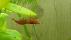 Video Nachwuchs in Sicht? von Medusa7 (EUW79qPJBfU)