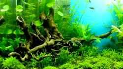 Video Kardinalfische und Rubinbärblinge von axolotl (F0B0QJIvx3k)