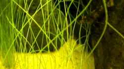 Video Corydoras habrosus - Paracaridina sp. "Camouflage" von Benjamin Hamann (F2y9B915OpI)