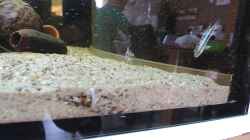 Video Apistogramma trifasciata von Fichte (FNwRSRsR5G4)