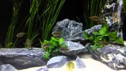 Video Tropheus ilangi von Elsiman (FPiiJhWA_s8)