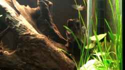 Video Cichlasoma Sajica Nachwuchs von Daniel80 (FjawShjB1us)