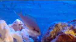 Video Video von Einrichtungsbeispiele.de von Torsten N. (Fq70HpmhgPQ)