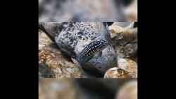 Video Portrait Julidochromis marlieri von Cichliden-Kabuff (FttMA-RVKhE)