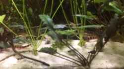 Video Traumwürmer von NaMo (GOoaxVUyG48)