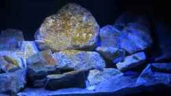 Video Mbuna Hardscape 300 Liter von Malawi_Einsteiger (GXaeUc76Ii0)