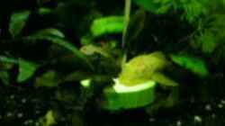 Video Antennenwelse schon etwa größer von Fossybear (GdTLh0M588w)