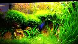 Video little green hell von Aquasteve (GjxjcswxuvQ)