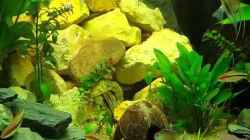 Video 450-Liter-Gesellschaftsbecken von Aqua-Ossie (H58rownwyR0)