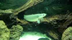 Video aquarium von Christian Fries (H5vob8-Eeow)