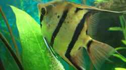 Video Skalare beim laichen von Laura (Hg4vyMT_0pU)