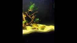 Video Geo´s in Aktion  von Fichte (INeB93kyFa4)