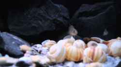 Video similis maleri Becken von similis (IYDwHSQ5v_M)