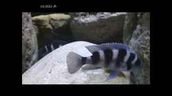 Video N. tretocephalus Paarschwimmen von Cichliden-Kabuff (IZDH_Mtno14)