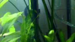 Video Homeland von Ray1975 (J-4XZHgSHGg)