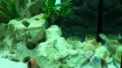 Video Tanganjika Lido 120 (1.Update) von Stabheuschrecke23 (JBlunF6qCxQ)