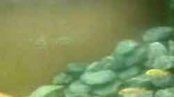 Video malawi von Ron Tscherner (JD7ZGQ-FlCU)