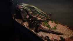 Video Neotropischer Flussabschnitt 06.03.2026 von Philip (JEcWzusyJHw)