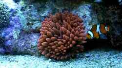 Video Schönes Spiel mit der Anemone von Jürgen Krohmer (JUH745gwT7s)