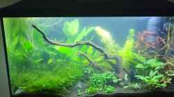 Video Gepunktete Blauaugen von AquaLeni (JcL9IGfC4cw)