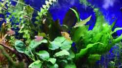 Video PandaZwerg Buntbarsch Paar mit Mitbewohnern von Acki50 (K9kf3k6dlGA)