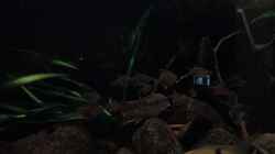 Video Fahnen-Kirschflecksalmler von Fichte (KFQZ9-oSkOo)